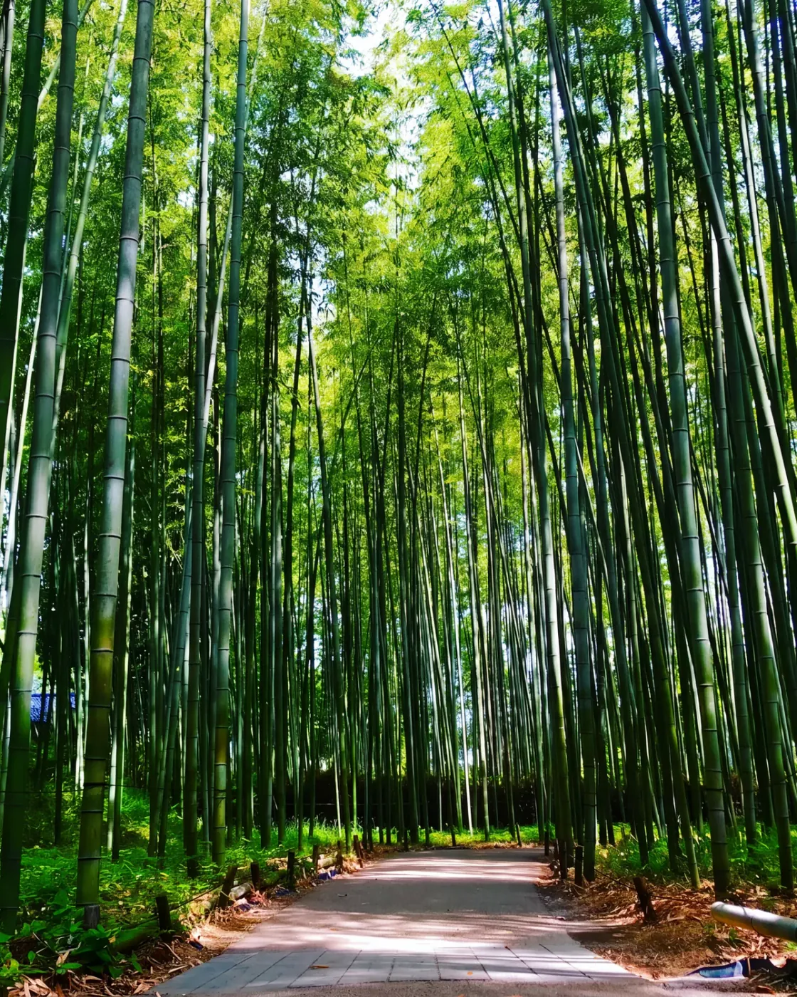 竹林の道