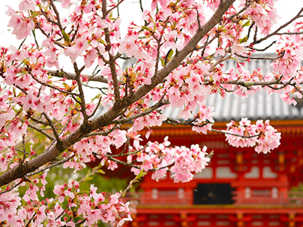 Kyoto in spring