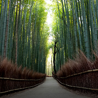 Bamboo Forest