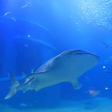 Osaka Aquarium Kaiyukan