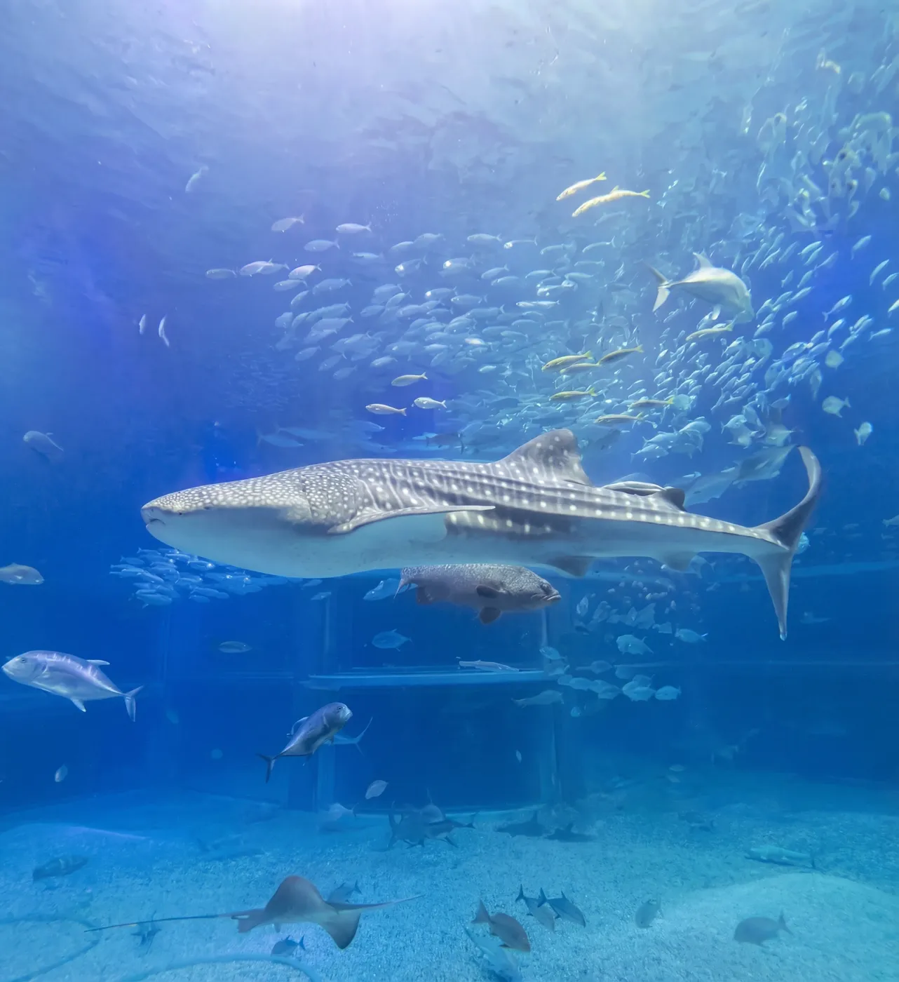 海遊館
